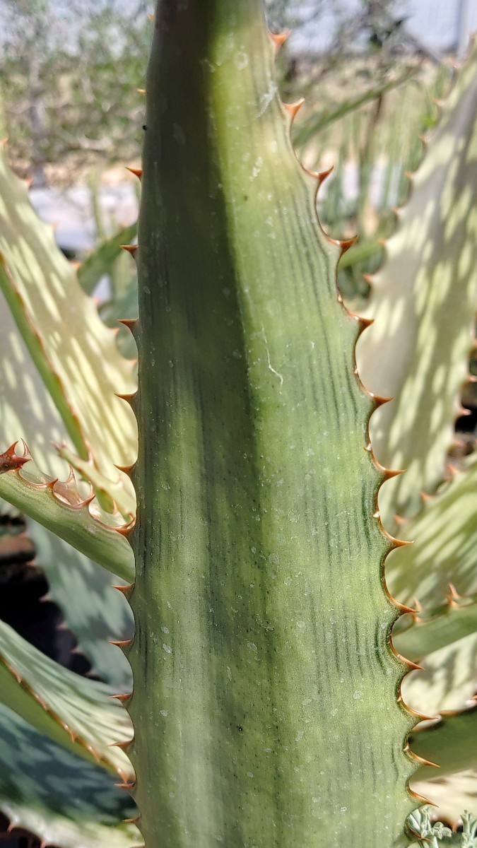 【自家採種“種子”/50粒】Aloe greatheadii (Rustenburg, RSA)/アロエ・グレアトヘアディー//多肉植物/ダビアナ_葉の裏面には斑点がありません