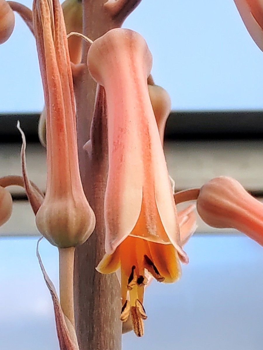 【自家採種“種子”/50粒】Aloe greatheadii (Rustenburg, RSA)/アロエ・グレアトヘアディー//多肉植物/ダビアナ_花