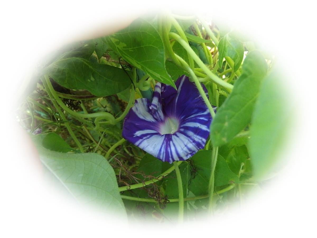 朝顔　天の紫涼　4粒　アマノシリョウ　あさがお　アサガオ　種　5年自家採取　花が大好き_画像2