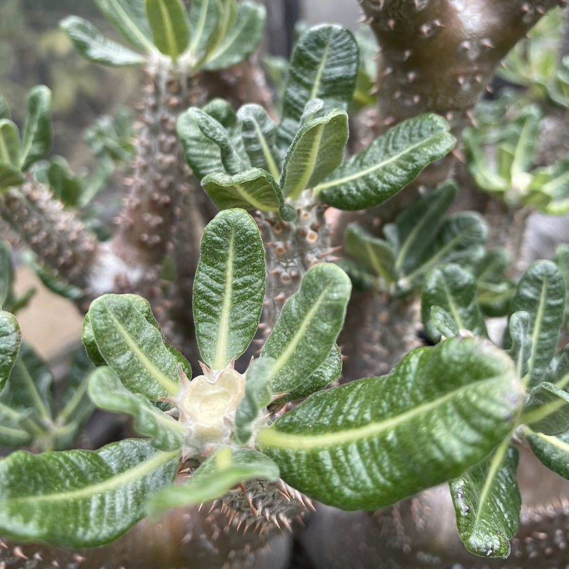 実生 タッキー パキポディウム Pachypodium ‘Tackyi’ コーデックス 塊根植物 親株縮葉 多肉植物 グラキリス_画像9