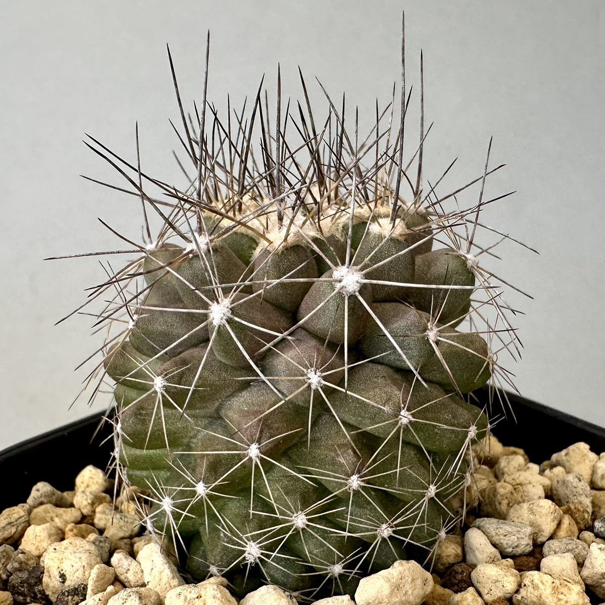 コピアポア マリテマ 実生株 Copiapoa maritima マリチマ マリティマ サボテン 多肉植物 コーデックス_画像3