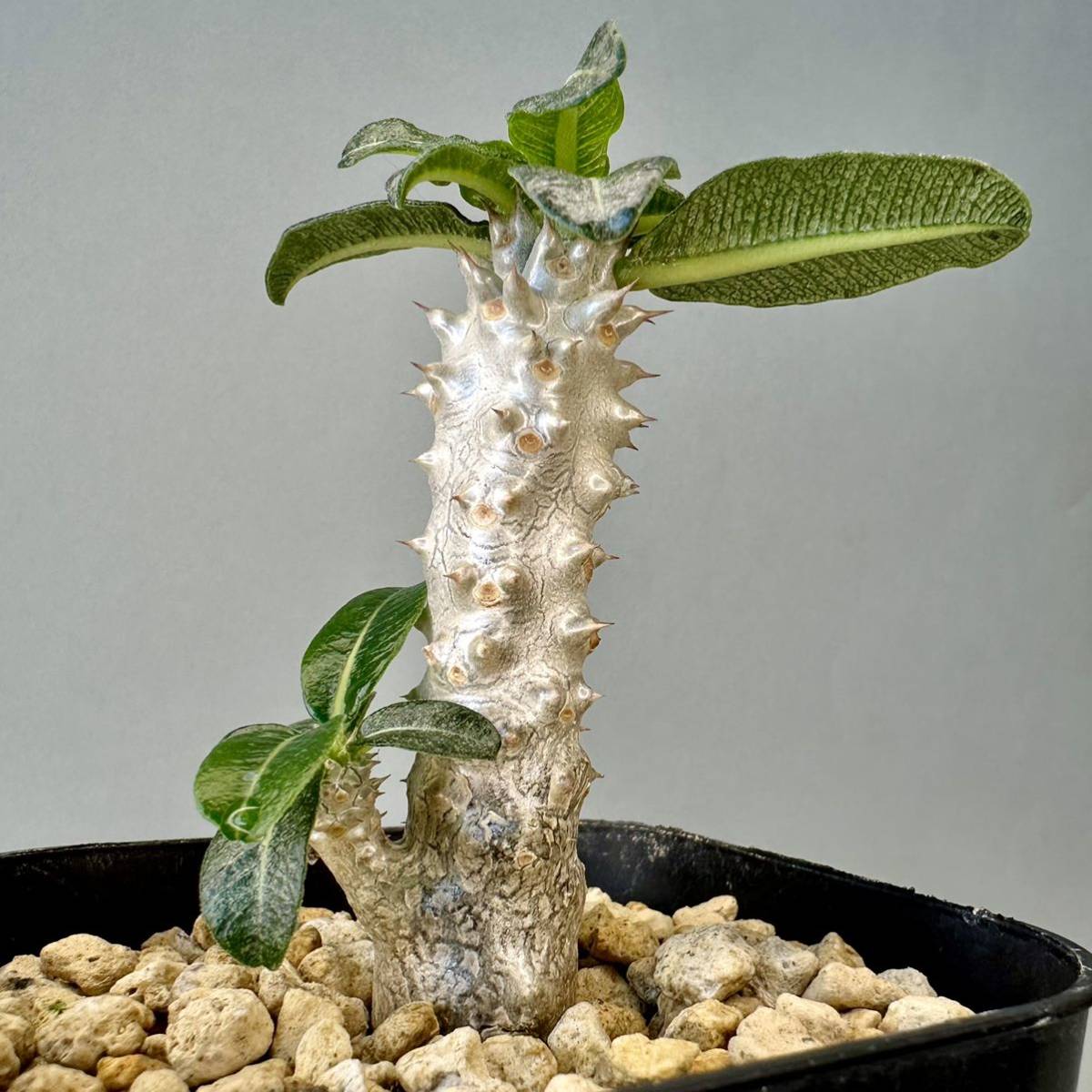 実生 タッキー パキポディウム Pachypodium ‘Tackyi’ コーデックス 塊根植物 親株縮葉 多肉植物 グラキリス_画像3