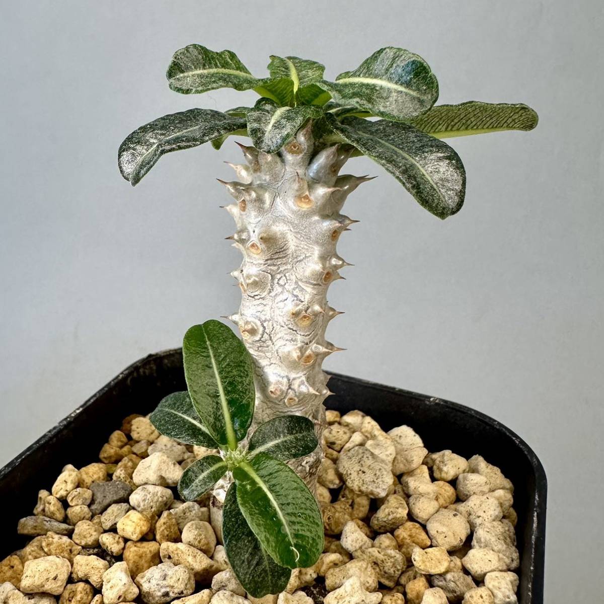 実生 タッキー パキポディウム Pachypodium ‘Tackyi’ コーデックス 塊根植物 親株縮葉 多肉植物 グラキリス_画像2