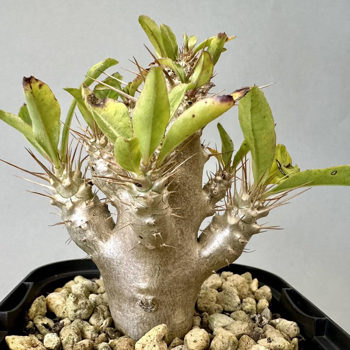 実生 サウンデルシー Pachypodium saundersii 白馬城 パキポディウム コーデックス グラキリス 塊根植物 多肉植物_画像4