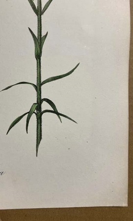 大き目　1840年代　アンティークボタニカルアート　ニューヨーク植物誌　フロックス　ワイルドフラワー　野の花_画像5