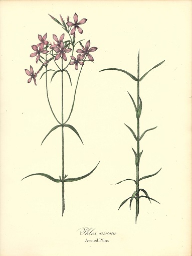 大き目　1840年代　アンティークボタニカルアート　ニューヨーク植物誌　フロックス　ワイルドフラワー　野の花_画像1