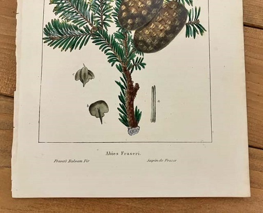 1850年代　アンティークボタニカルアート　北米樹木誌　フラセリーモミ　樅　針葉樹　葉っぱ　手彩色_画像4