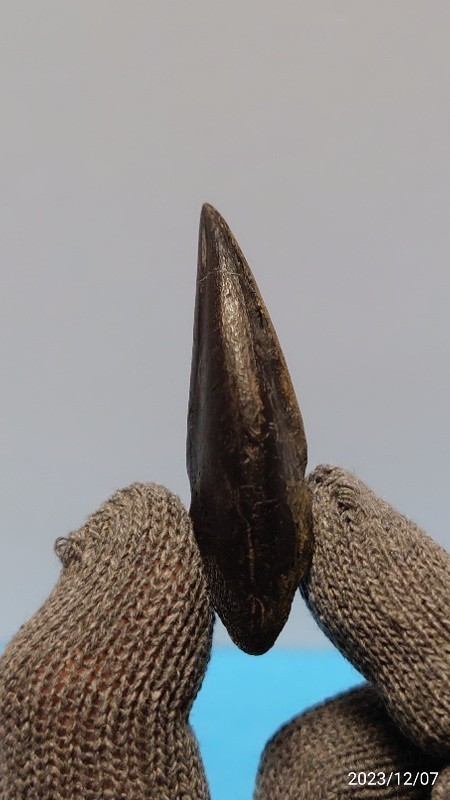 化石　本物　アルバートサウルス　幼体　足の爪　フットクロウ　ティラノサウルス科　希少_画像3