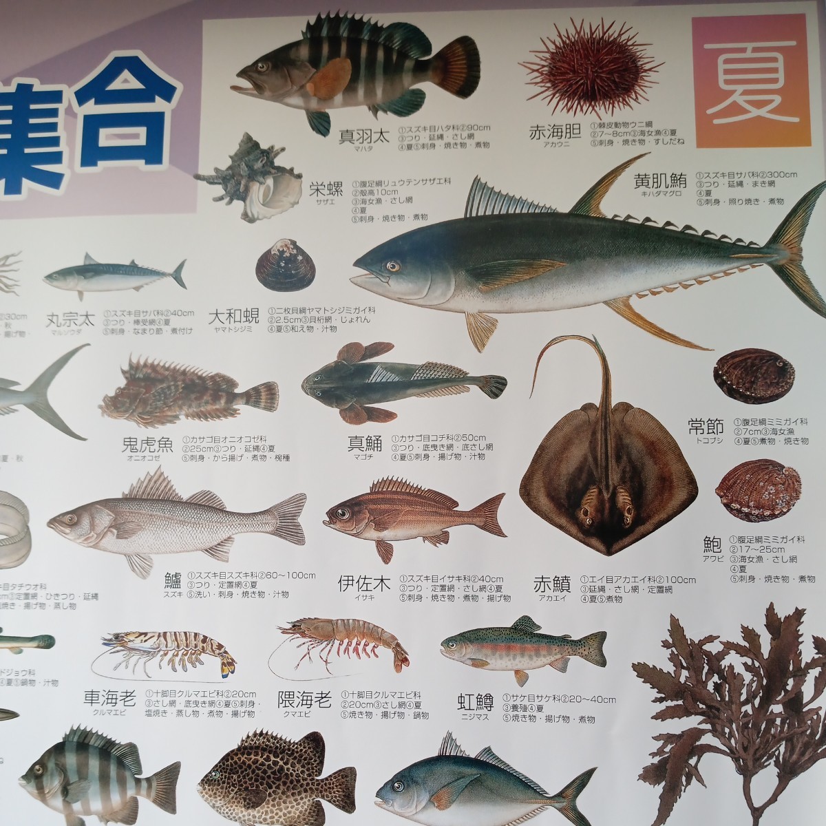 サ　三重の旬魚100選　ポスター カレンダー　2024　ぎょぎょっとみえのおさかな大集合_画像2