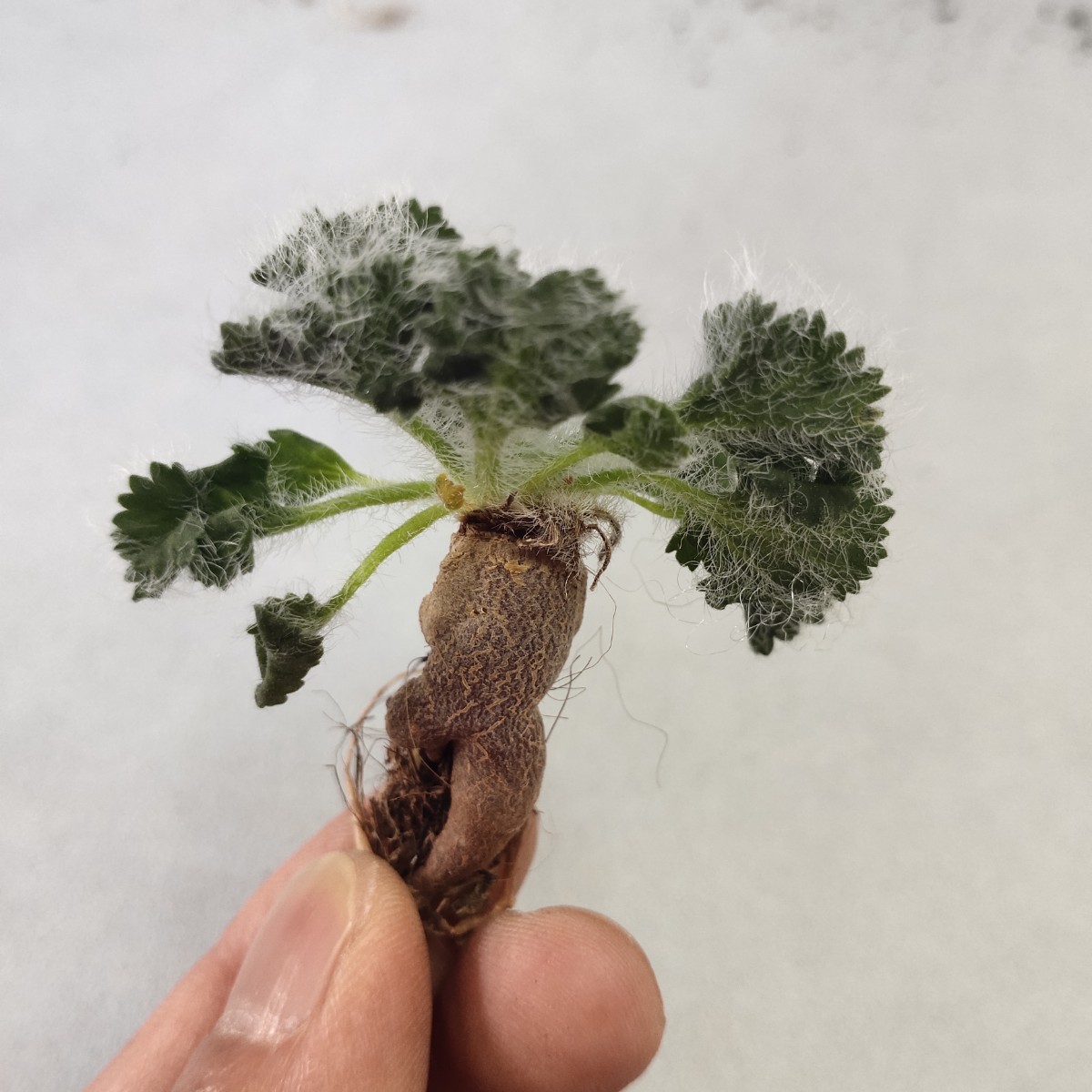 441珍奇植物 塊根植物 pelargonium carolihenrici ペラルゴニウム　カロリ　ヘンリキ 極上小株_画像3