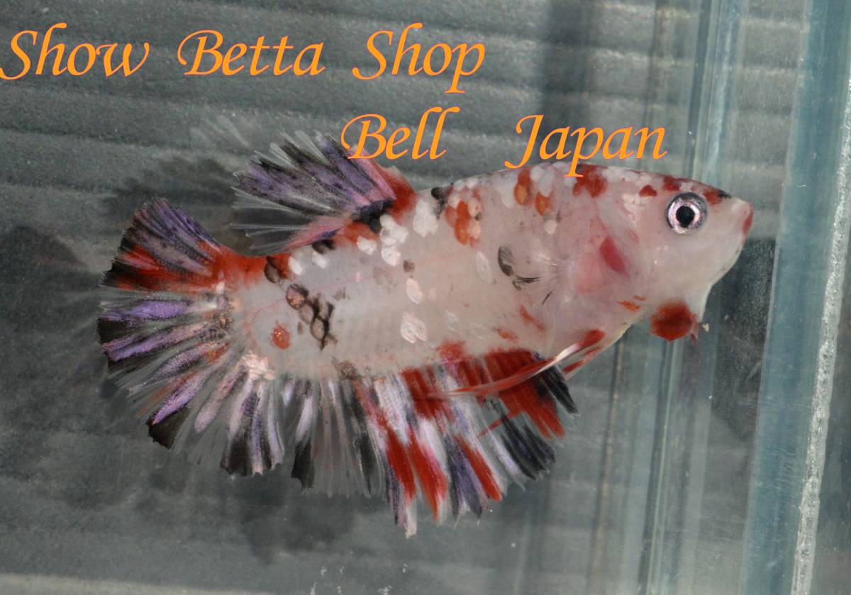 ★Bell Japan★　プラカット　カッパーギャラクシー鯉　オス　約4.5ｃｍ_フラッシュあり