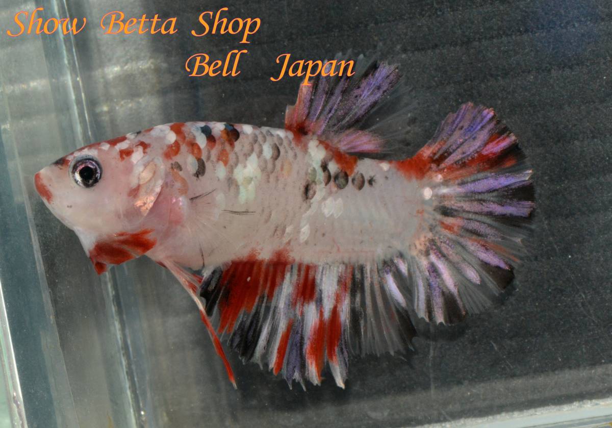 ★Bell Japan★　プラカット　カッパーギャラクシー鯉　オス　約4.5ｃｍ_フラッシュあり