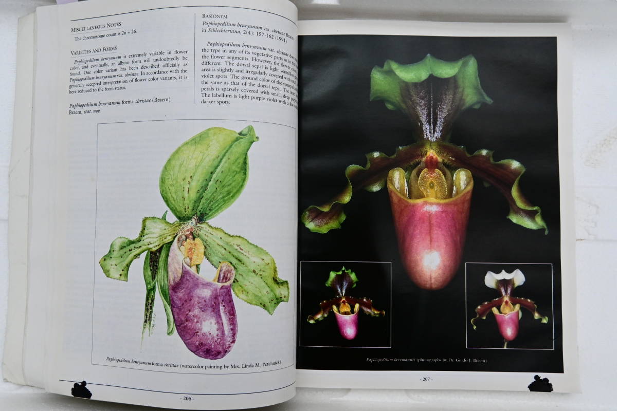 DD-65　洋蘭 中古 書籍　The Genus Paphiopedilum Natural History and Cultivation Volume 2　(R5.1217-DD-本) _下の方にインクが染みたページが数ページ有