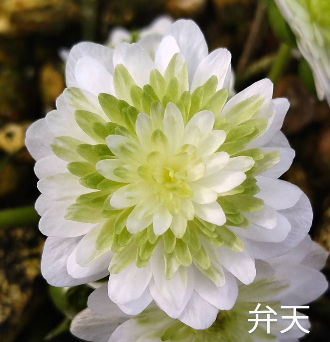 雪割草 　弁天　(青軸　Gリング　千重咲名花)　1芽 画1花参考　出品画2～　3号深角ポリポット植(送料一律60サイズ複数可まとめての方)_画像1