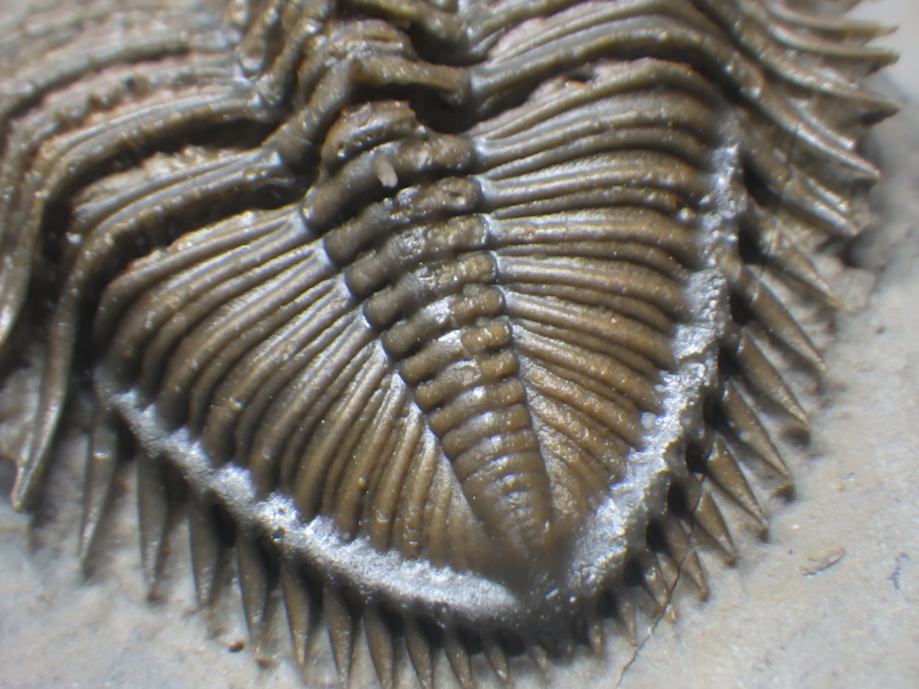 巣穴モロッコ　希少棘　Erbenochile　三葉虫化石1207_画像3