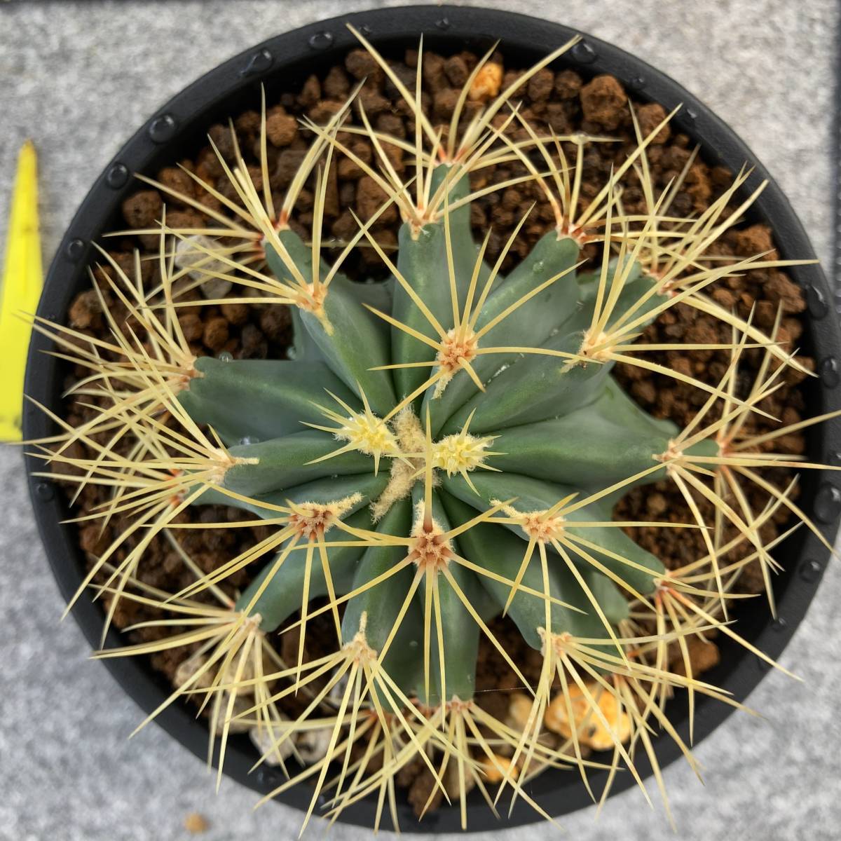 【鉢ごと発送】サボテン 王冠竜(おうかんりゅう) Ferocactus glaucescens/5号鉢/サボテン・多肉植物【現品】 23-11-2-11_画像9