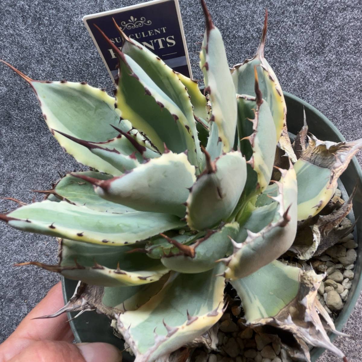 【鉢ごと発送】アガベ ポタトルム 吉祥冠錦 / agave potatorum ‘Kissho Kan’ variegata / 5号鉢 /M23-12-22-05_画像2