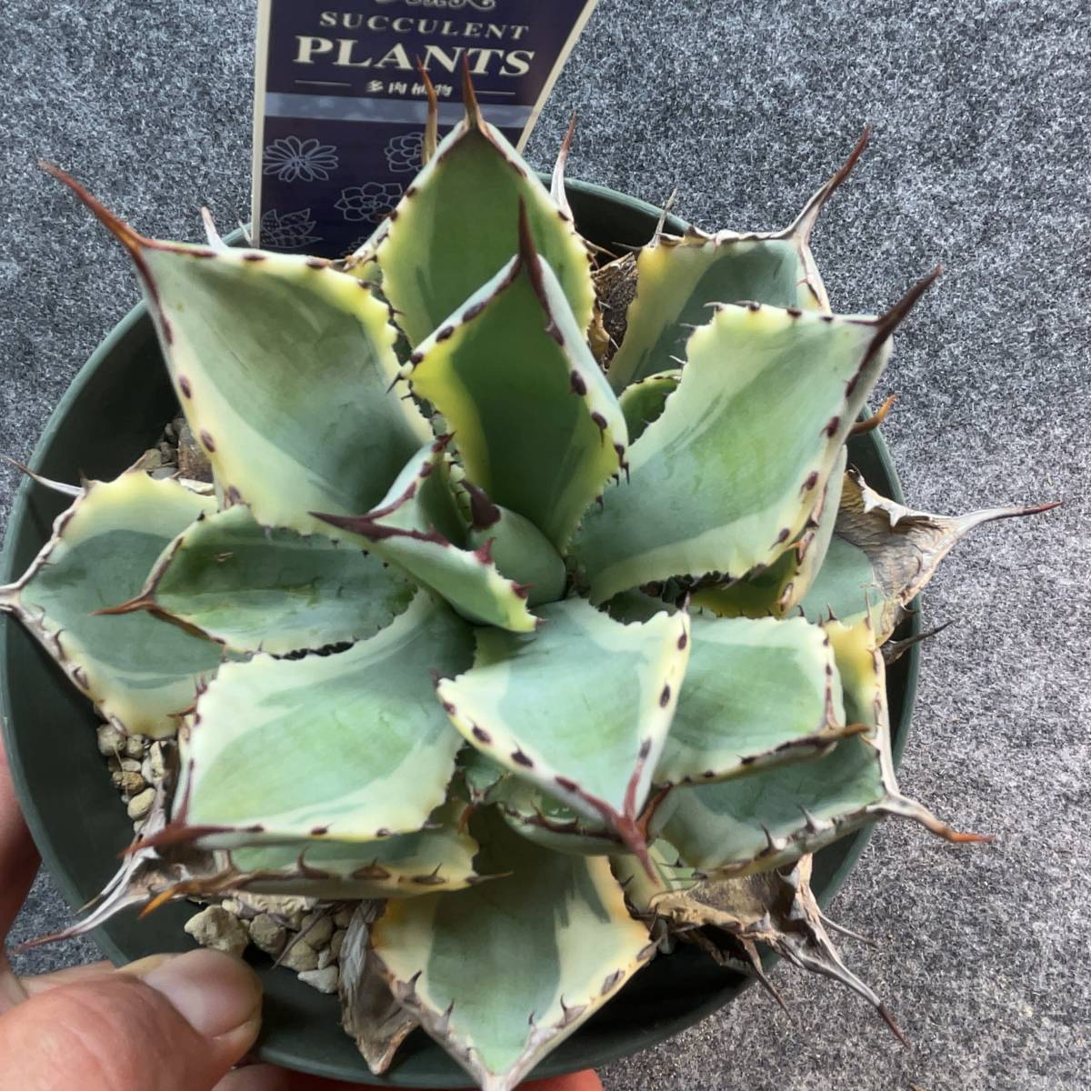 【鉢ごと発送】アガベ ポタトルム 吉祥冠錦 / agave potatorum ‘Kissho Kan’ variegata / 5号鉢 /M23-12-22-05_画像3