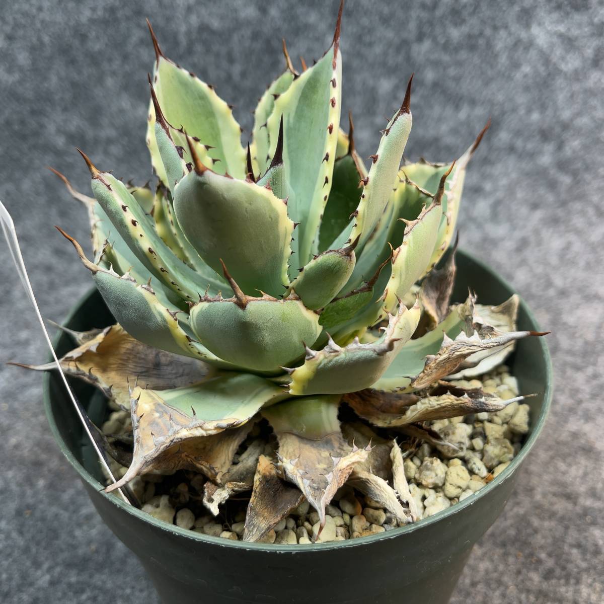 【鉢ごと発送】アガベ ポタトルム 吉祥冠錦 / agave potatorum ‘Kissho Kan’ variegata / 5号鉢 /M23-12-22-05_画像6