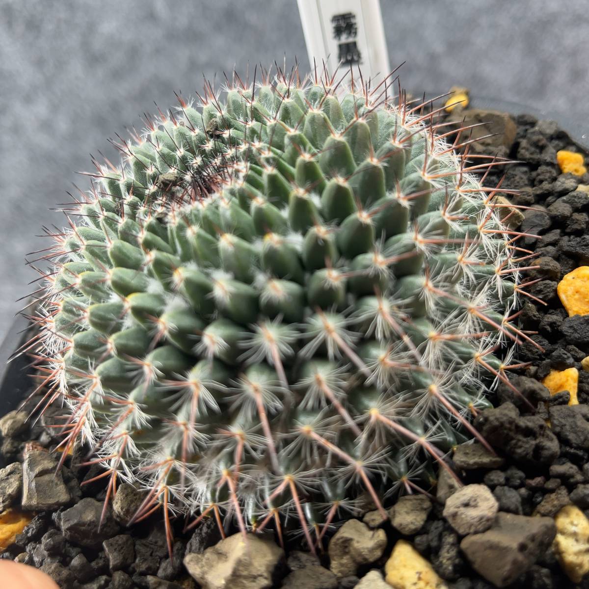 【鉢ごと発送】サボテン 霧墨 / Mammillaria 'Kirizumi' / 【現品】 23-12-24-05_画像2