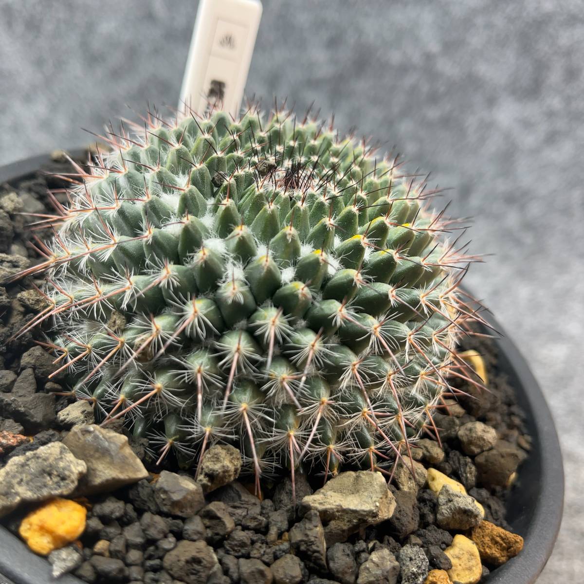 【鉢ごと発送】サボテン 霧墨 / Mammillaria 'Kirizumi' / 【現品】 23-12-24-05_画像1