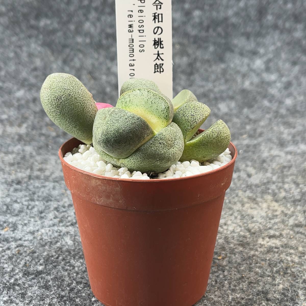 【鉢ごと発送】令和の桃太郎（プレイオスピロス）Pleiospilos nelii/2.5号鉢/多肉植物【現品】 23-12-29-21_画像4