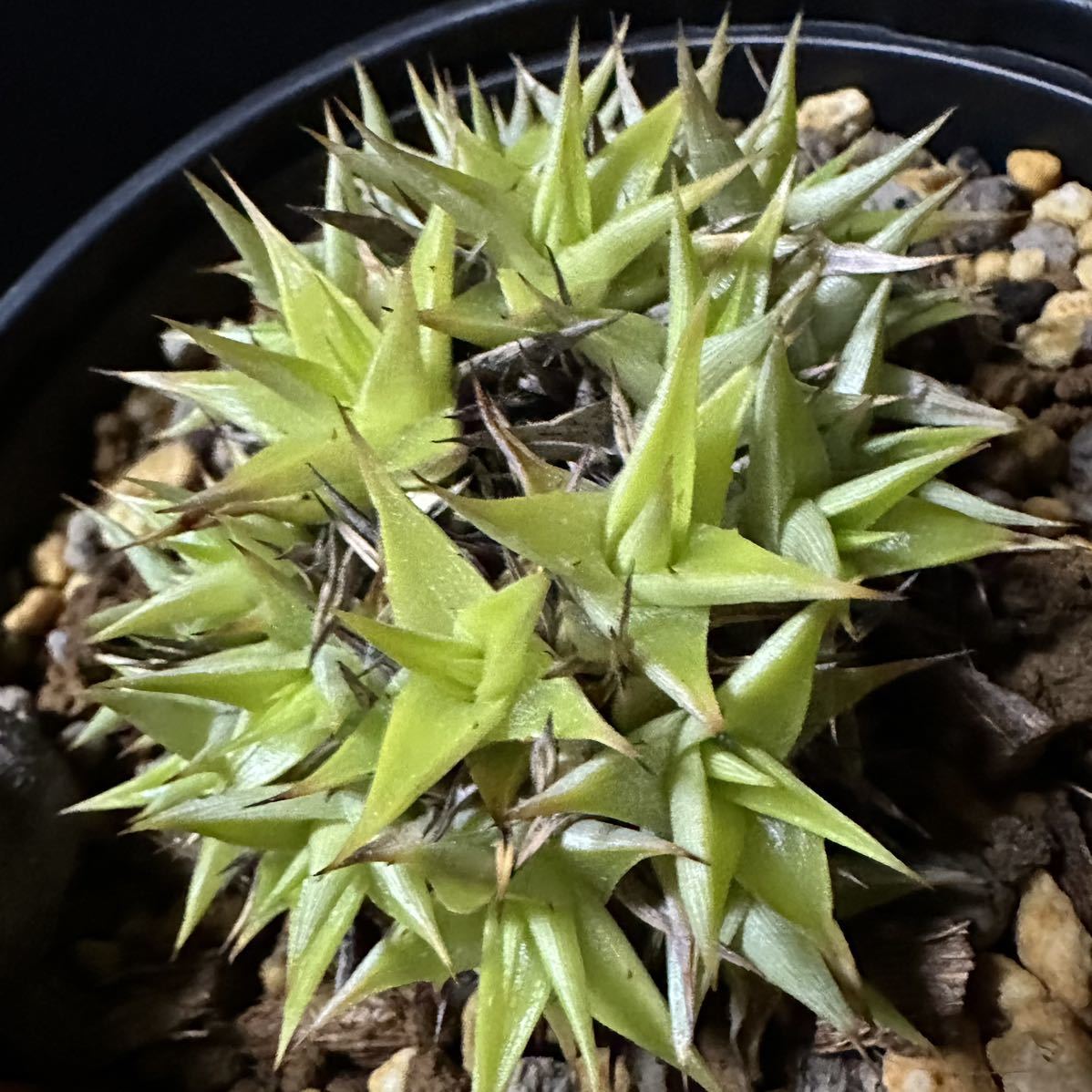 ☆ Deuterocohnia. brevifolia ssp. brevifolia - from Chanin Thorut☆ ディッキア_画像2