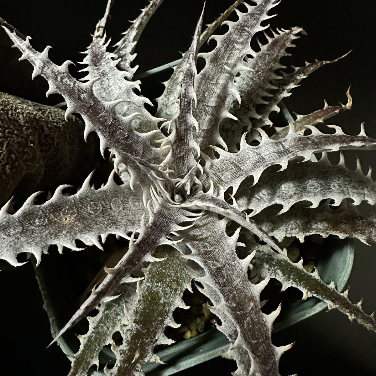 ☆ Dyckia. ‘Silver Dragon’ T. Kumlungngarm's Hyb. ☆ ディッキア_画像2