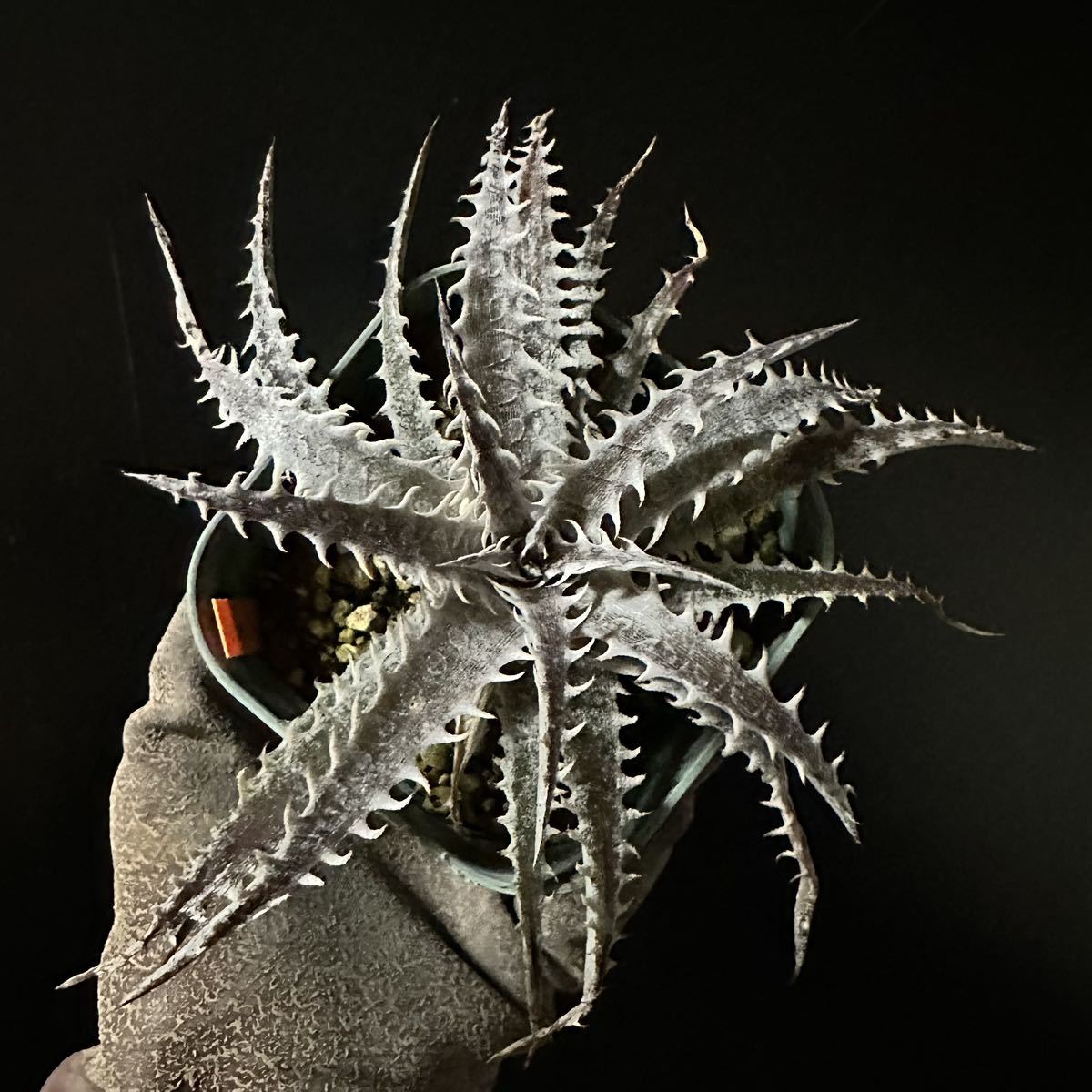 ☆ Dyckia. ‘Silver Dragon’ T. Kumlungngarm's Hyb. ☆ ディッキア_画像3