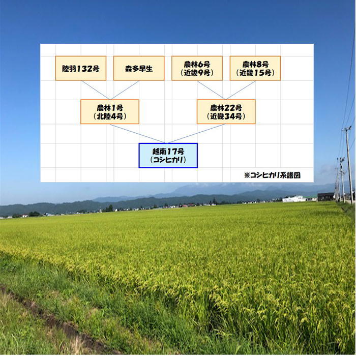 １０％オフクーポン12/6　正午～　送料無料　令和５年産　会津　コシヒカリ　白米　10kg　ご贈答　御歳暮　九州沖縄別途送料　米　お米_画像5