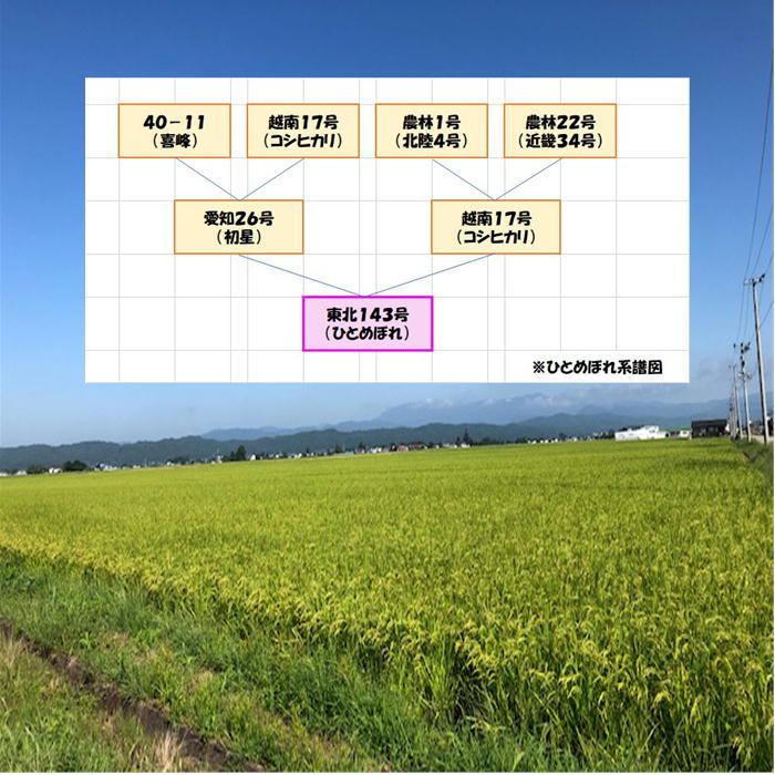 送料無料　令和５年産　会津　ひとめぼれ　白米　5kg　１袋購入専用　単身　お試し　九州沖縄別途送料　送料込み_画像6