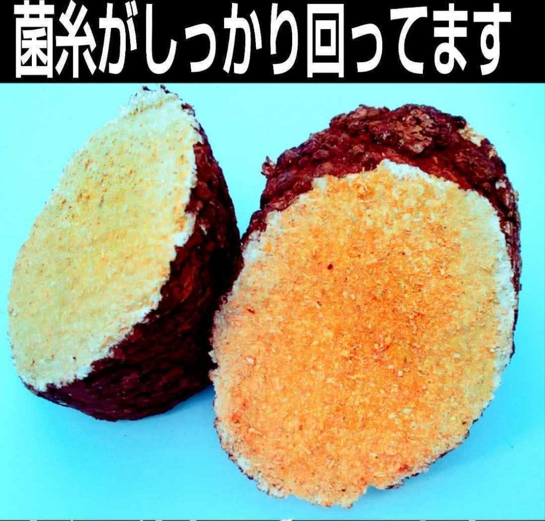 カブトムシ幼虫の栄養強化に！椎茸廃菌床【10ブロック】発酵マットに埋め込むと幼虫が潜り込みモリモリ食べて大きくなる！クヌギ100％原料_画像1