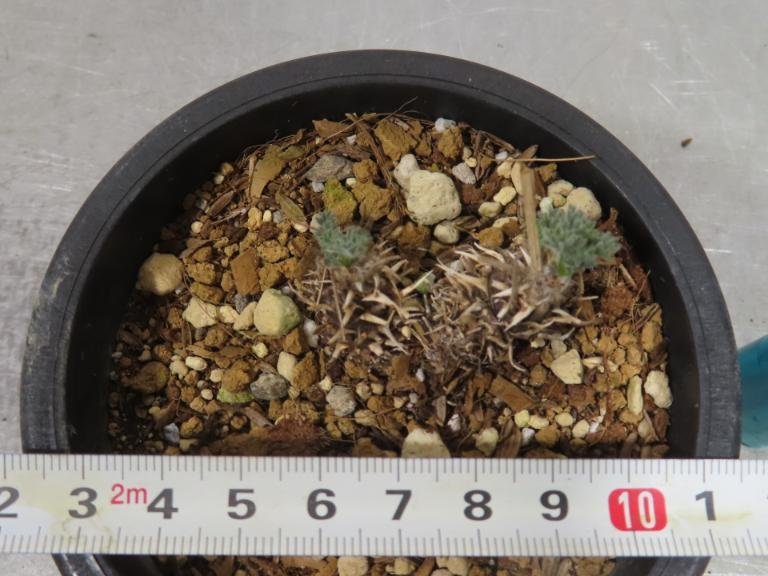 オ6048 「実生」ペラルゴニウム ヒストリクス　植え【発根・Pelargonium hystrix・美株】_画像2