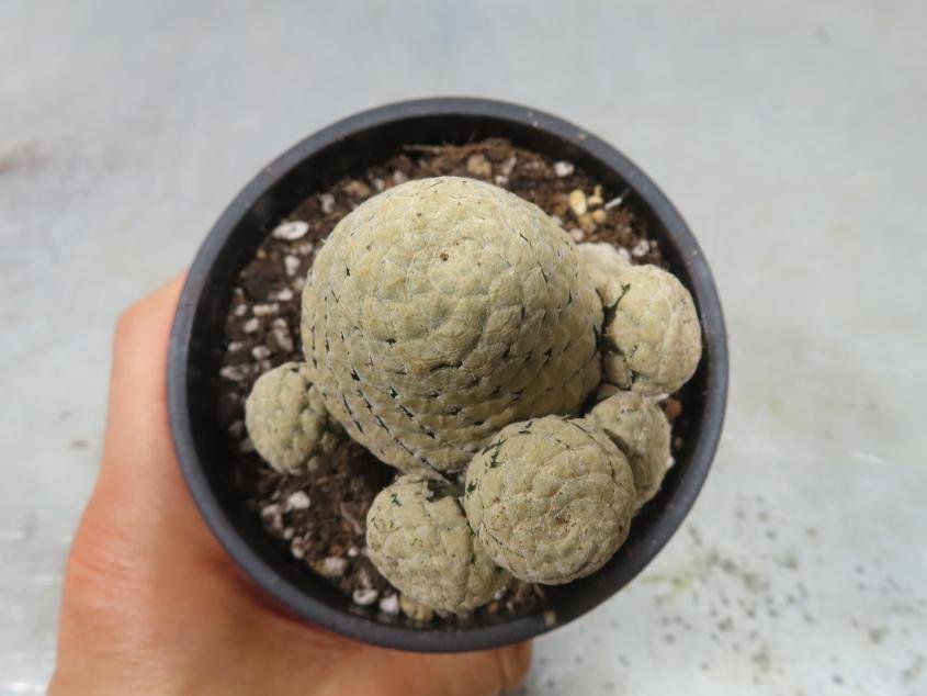 ケ2044 「多肉植物I」ユーフォルビア ピスキデルミス 植え【発根甘め・接ぎ木・Euphorbia piscidermis】_画像7