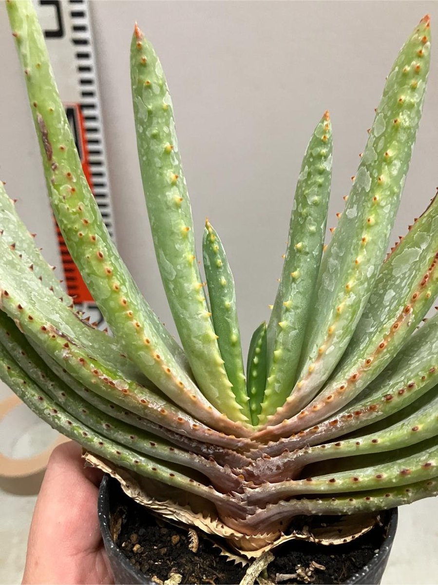 オ6668 「実生」アロエ　コンプレッサ　【多肉植物・アロエ・種から発芽！Aloe Compressa】_画像5