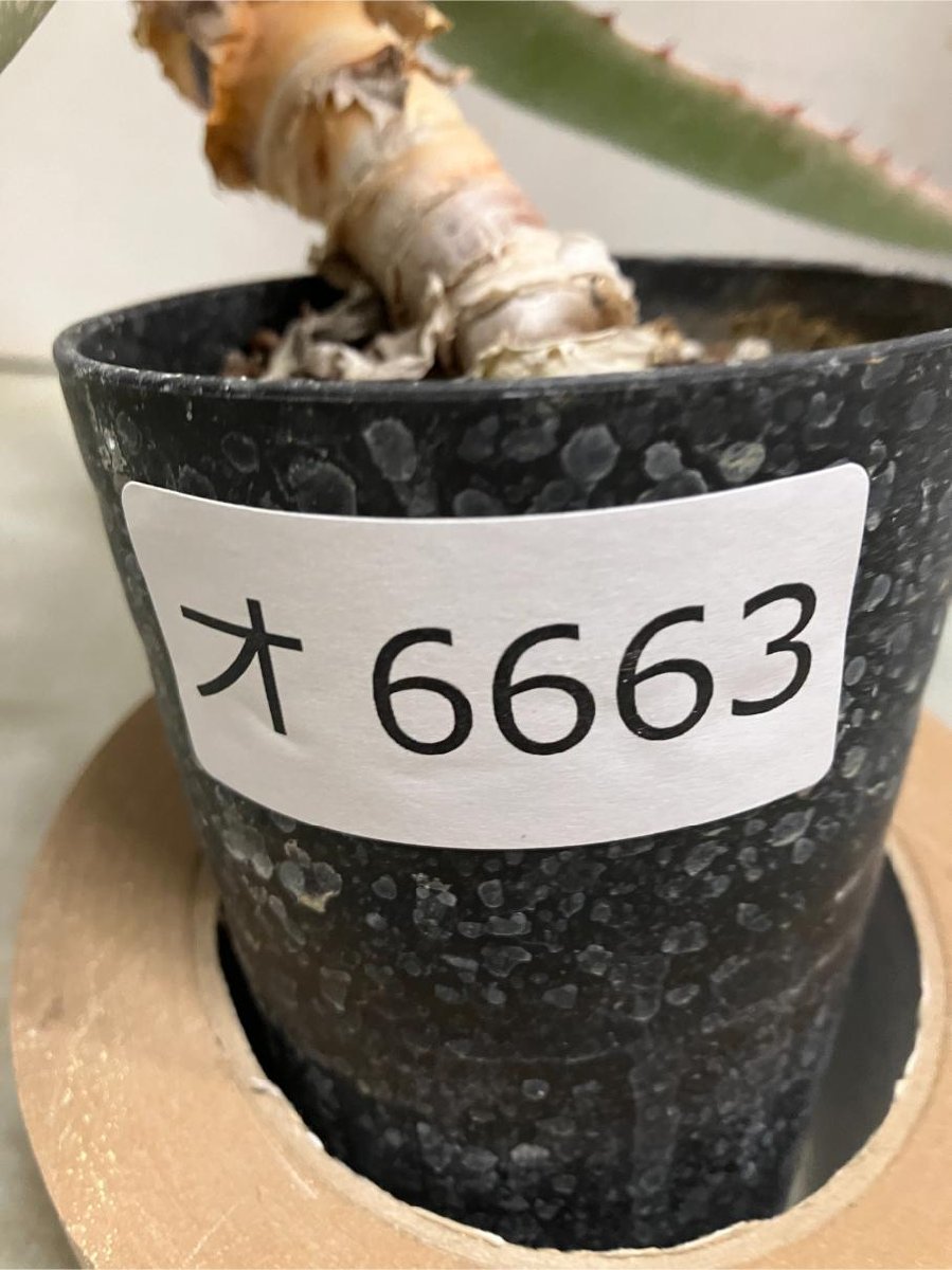 オ6663 「実生」アロエ パキダクティロス【多肉植物・アロエ・種から発芽！Aloe pachydactylos】_画像3