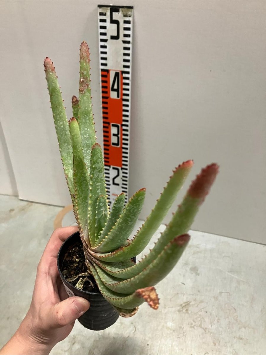 オ6668 「実生」アロエ　コンプレッサ　【多肉植物・アロエ・種から発芽！Aloe Compressa】_画像7