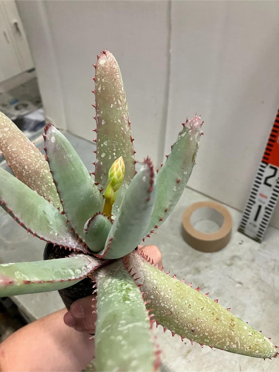 オ6664 「実生」アロエ パキダクティロス【多肉植物・アロエ・種から発芽！Aloe pachydactylos】_画像8