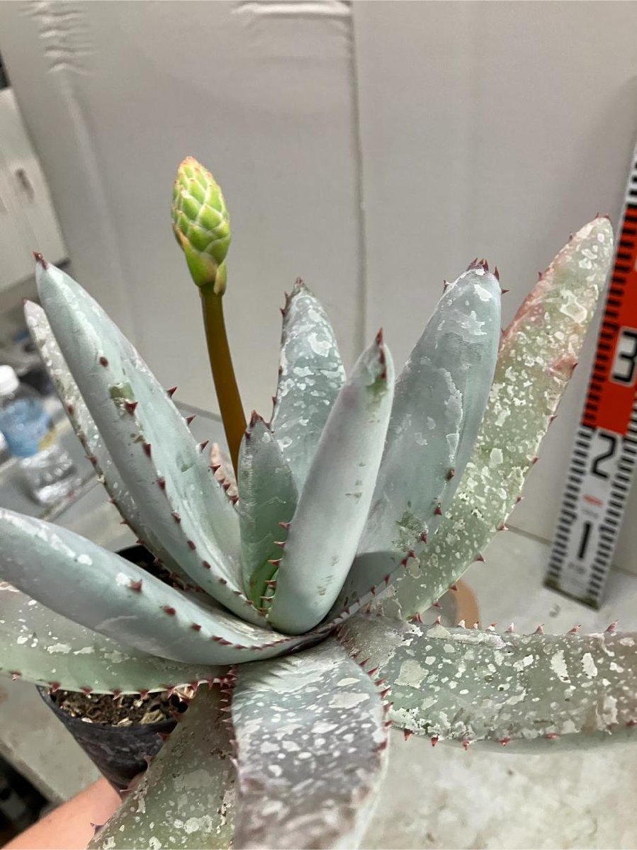 オ6663 「実生」アロエ パキダクティロス【多肉植物・アロエ・種から発芽！Aloe pachydactylos】_画像1