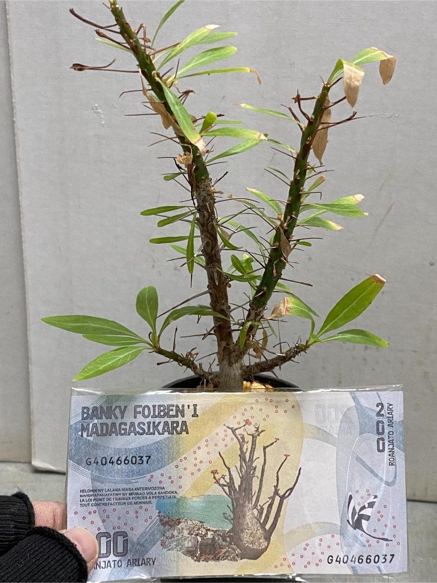 6795 「新春初売」フォークイエリア プルプシー【お年玉プレゼント付・実生・Fouquieria purpusii・多肉植物・葉落ちします】_画像1