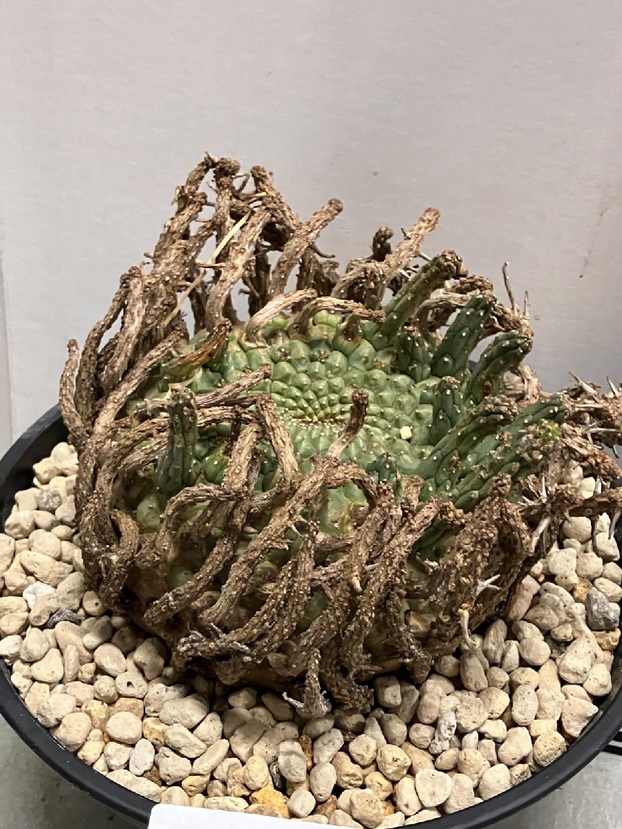 Yahoo!オークション - オ7012 「多肉植物」ユーフォルビア Yahoo!オークション - オ7012 「多肉植物」ユーフォルビア