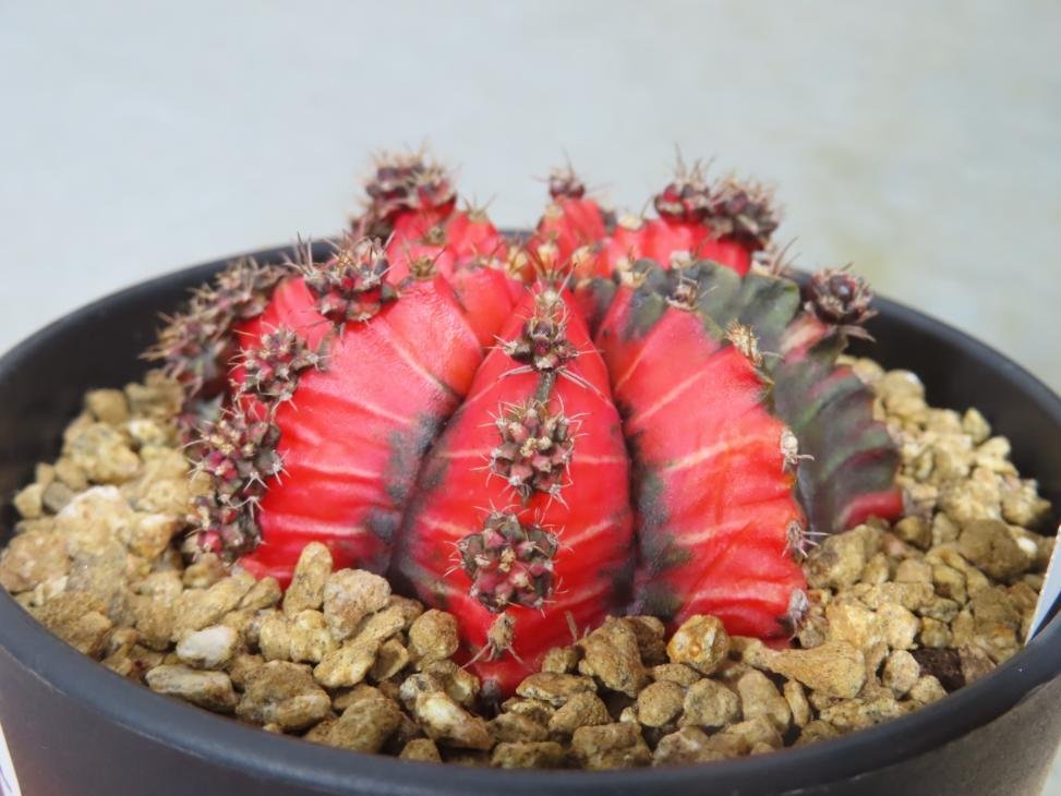 オ6041 「多肉植物I」ギムノカリキウム ミハノビッチ 植え【発根・美株・Gymnocalycium mihanovichii・サボテン】_画像5