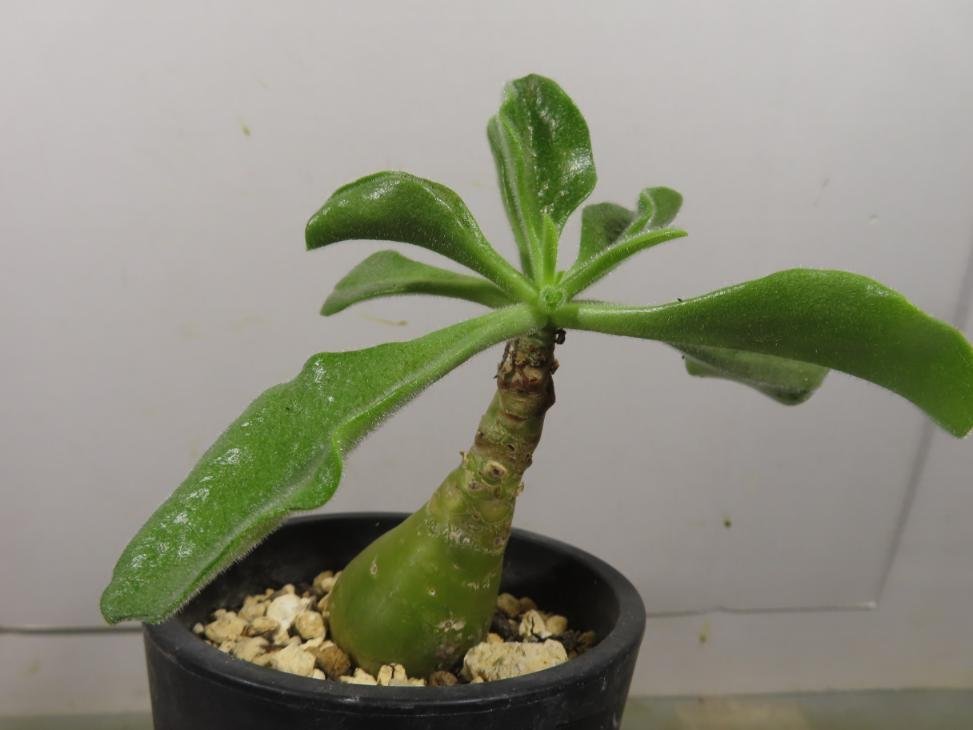 オ6170 「多肉植物」チレコドン パニクラータス 植え【発根・塊根植物・Tylecodon paniculatus・阿房宮】_画像6