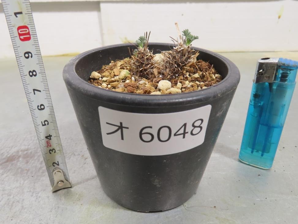 オ6048 「実生」ペラルゴニウム ヒストリクス　植え【発根・Pelargonium hystrix・美株】_画像3