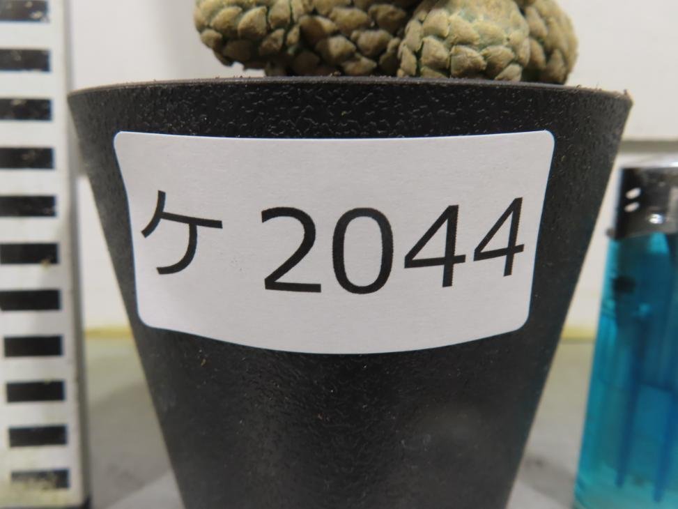 ケ2044 「多肉植物I」ユーフォルビア ピスキデルミス 植え【発根甘め・接ぎ木・Euphorbia piscidermis】_画像5