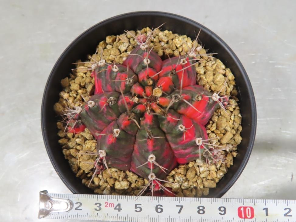 コ0148 「多肉植物I」ギムノカリキウム ミハノビッチ 植え【発根・美株・Gymnocalycium mihanovichii・サボテン】_画像2