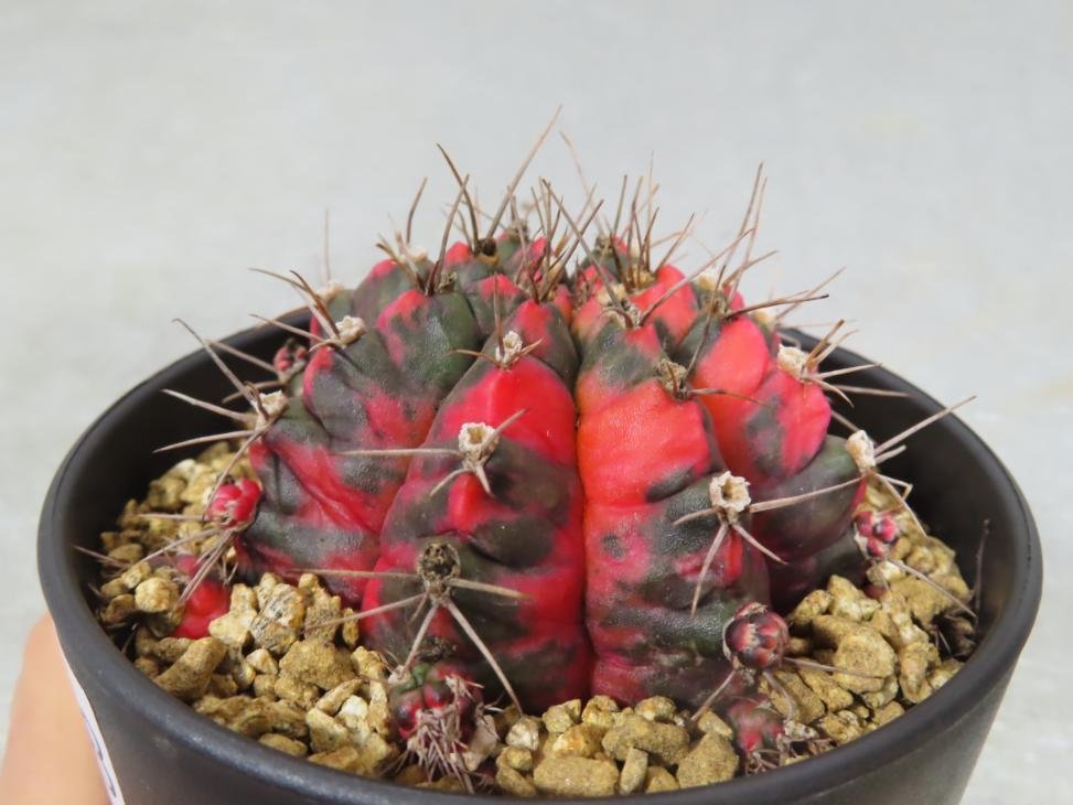 コ0148 「多肉植物I」ギムノカリキウム ミハノビッチ 植え【発根・美株・Gymnocalycium mihanovichii・サボテン】_画像5