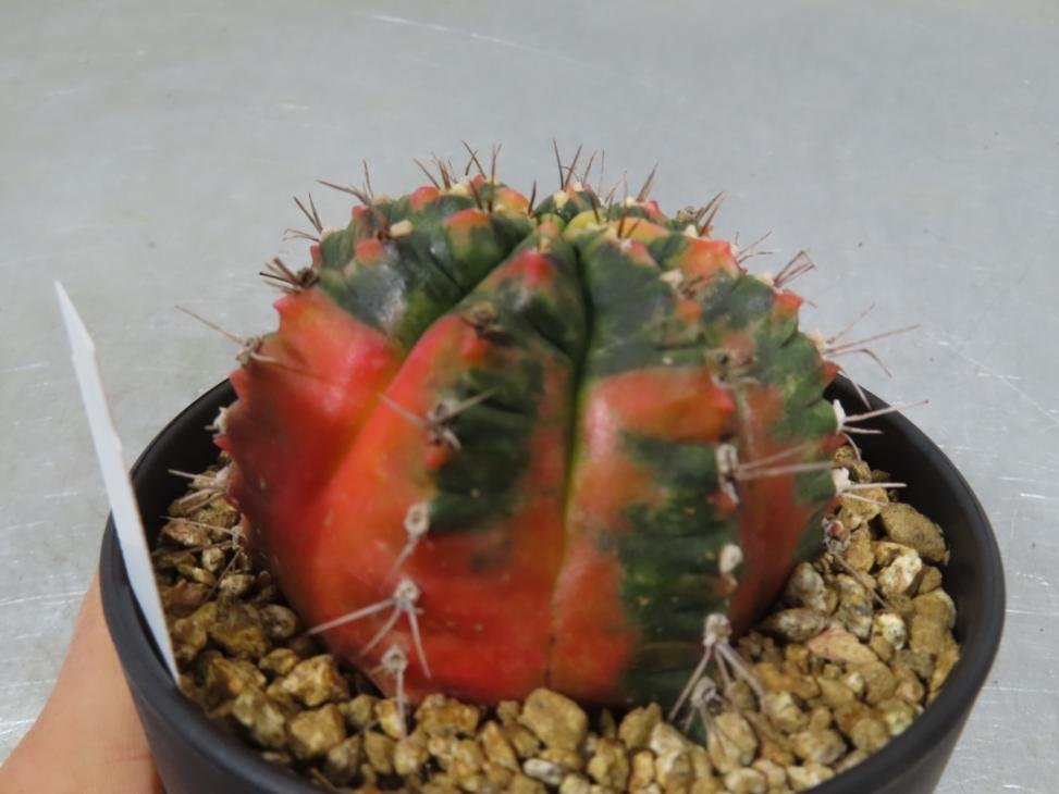 コ0146 「多肉植物I」ギムノカリキウム ミハノビッチ 植え【発根・美株・Gymnocalycium mihanovichii・サボテン】_画像5