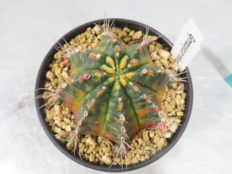 コ0143 「多肉植物I」ギムノカリキウム ミハノビッチ 植え【発根・美株・Gymnocalycium mihanovichii・サボテン】_画像1