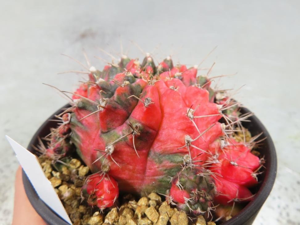 6981 「新春初売」ギムノカリキウム ミハノビッチ 植え【お年玉プレゼント付・Gymnocalycium mihanovichii・多肉植物I】_画像6